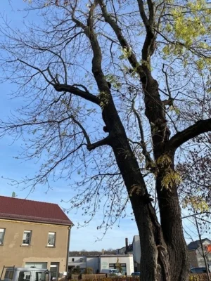 Gefahr durch geschädigten Baum