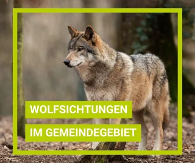 Wolfsichtungen im Gemeindegebiet (Bild vergr&ouml;&szlig;ern)