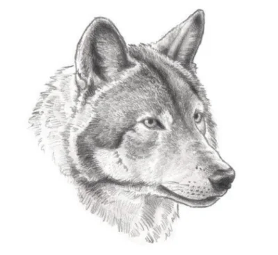 Meldung: Wolf im Bundesjagdgesetz
