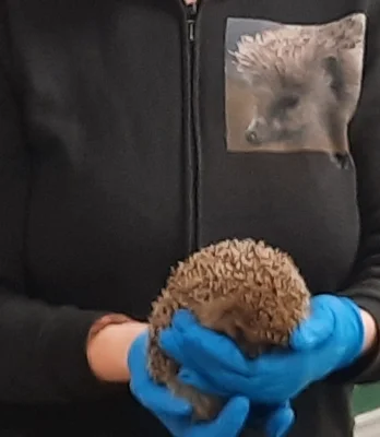 Stacheliger Besuch in der Klasse 1/2b (Bild vergr&ouml;&szlig;ern)