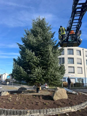 Unser Weihnachtsbaum 2025