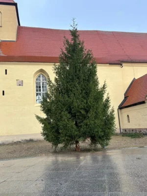 Weihnachtsbaum (Bild vergr&ouml;&szlig;ern)
