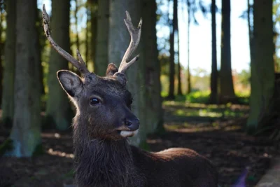 Achtung! Drückjagd im Naunhofer Forst am Freitag, 28.11.