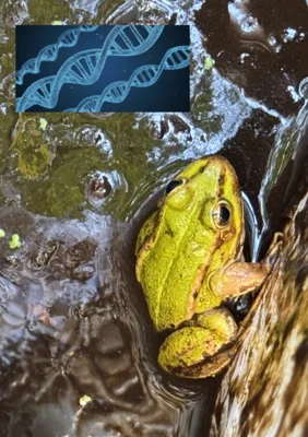 Pelophylax lessonae - kleiner Wasserfrosch - Art des Anhangs IV der FFH-Richtlinie (Bild vergr&ouml;&szlig;ern)