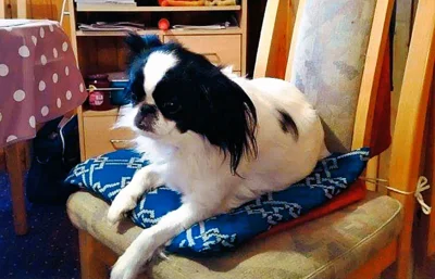 Abschied von Lilly (Bild vergr&ouml;&szlig;ern)