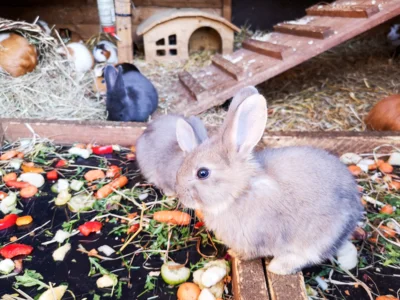 Tiere zum Anfassen bietet der Streicheltierhof im Pritzwalker Hainholz. Die Stadt übernimmt jetzt den Betrieb. Foto: Stadt Pritzwalk (Bild vergr&ouml;&szlig;ern)