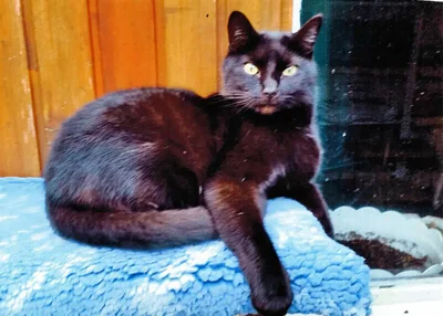 Abschied von Kater Sammy (Bild vergr&ouml;&szlig;ern)