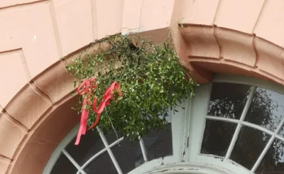 Foto zur Meldung: Begehrter Weihnachtsschmuck – die Misteln (Viscum album)