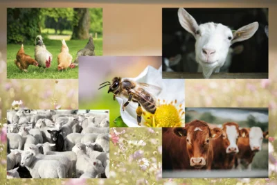 Tierseuchenkasse - Satzung zur Erhebung der Beiträge 2026 (Bild vergr&ouml;&szlig;ern)