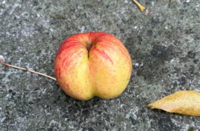 Apfelwochen (Bild vergr&ouml;&szlig;ern)