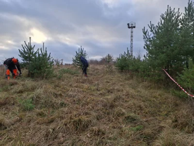 Beseitigung von Kiefernaufwuchs unter Erhalt des Landschaftselements