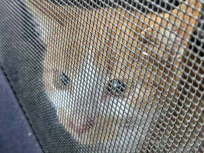 Dieser rot-weiße Kater wurde in Eggersdorf aufgegriffen und ist inzwischen in einer Auffangstation. Foto: Privat (Bild vergr&ouml;&szlig;ern)