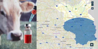 Blauzungenkrankheit in Sachsen | Restriktionszone reicht bis nach Brandenburg (Quelle © Foto J.Grilo-fotografiaFotolia  Karte Geobasis BB_MLEUV) (Bild vergr&ouml;&szlig;ern)