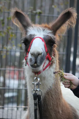 Adventskalender 2025