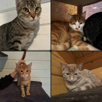 Unsere Adventswunder - Geschichten, die das Herz erwärmen: Franz, Oskar, Willi & Mausi (Bild vergr&ouml;&szlig;ern)