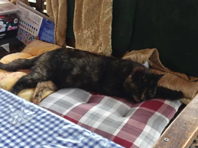 Ronja hat ein Zuhause (Bild vergr&ouml;&szlig;ern)