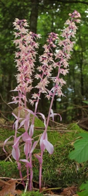 Vorschaubild zur Meldung: Orchidee des Jahres 2026