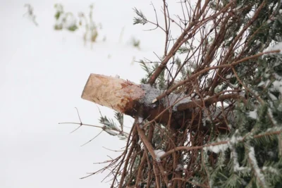 Wie Weihnachtsbäume richtig entsorgen?