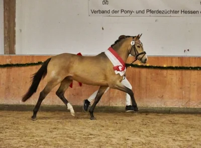 Meldung: Offene Hessische Hengstkörung des Verbandes der Pony- und Pferdezüchter Hessen e.V.