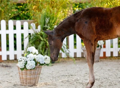 Meldung: Ponyforum GmbH: Spitzenpreis von 5.500,00€ bei der 1. Fohlenauktion