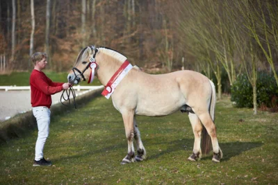 Meldung: Frühjahrskörung des Verbandes der Pony- und Pferdezüchter Hessen e.V.