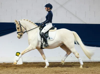 Meldung: Ponyforum GmbH: Fulminanter Jahresauftakt 2025 bei den Reitponyauktionen