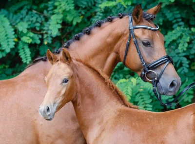 Meldung: Ponyforum GmbH: Finale des Fohlensommers