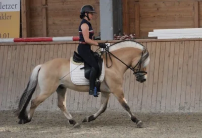 Meldung: Hengstleistungsprüfung 2024 in Erbach