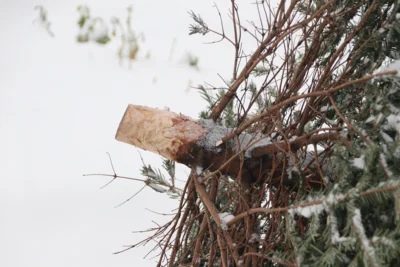 Symbolbild: entsorgter Weihnachtsbaum Foto von Alexander Planet Fox auf Pixabay