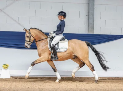 Meldung: Ponyforum GmbH: 35.000,00€ Spitzenpreis bei der Reitponyauktion