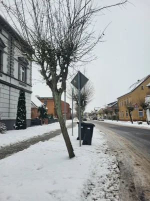 Baumfällarbeiten in der Berliner Straße