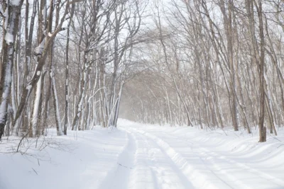 Symbolbild von Pixabay: verschneiter Waldweg