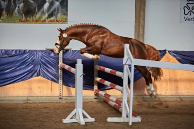 Meldung: Informationen und Unterlagen für das Bundesweite Finale Springponyhengste 2024 in Wickrath