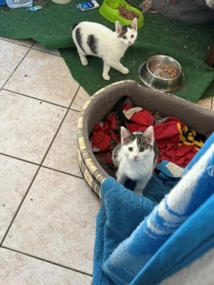 Meldung: Katzen zur Vermittlung