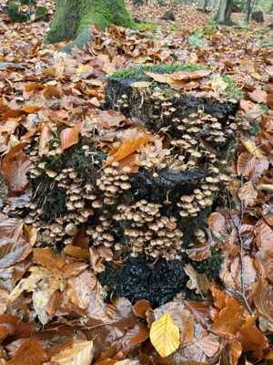 Meldung: Pilze im Ihlower Wald
