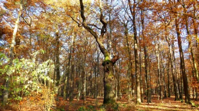 Die Teufelseiche in der Davert (Bild vergr&ouml;&szlig;ern)