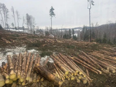 Schadfläche Fichte in Föritz | Januar 2026 (Bild vergr&ouml;&szlig;ern)