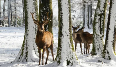 Widerruf der Notzeit für Wildtiere (Bild vergr&ouml;&szlig;ern)