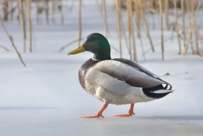 Eine Stockente läuft über eine zugefrorene Wasserfläche (Bild vergr&ouml;&szlig;ern)