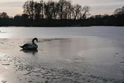 Gefahr auf zugefrorenen Seen: Schwäne auf dem Eis
