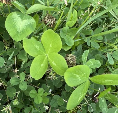 🌿 Nidusart: Wenn die Natur zur Taktgeberin unserer inneren Uhr wird (Bild vergr&ouml;&szlig;ern)