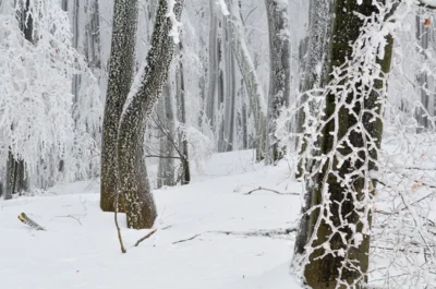 Winterwald - Gefahr durch Schnee und Eis (Bild vergr&ouml;&szlig;ern)
