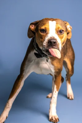 Hundesteuermarken nicht angekommen - Lieferproblem