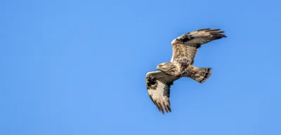 Der Raufußbussard (Foto: Ralf Donat) (Bild vergr&ouml;&szlig;ern)