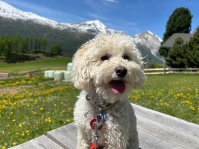 Paco, der Kita-Begleithund im Kindergarten Maximus, stärkt spielerisch soziale und emotionale Kompetenzen und macht den Kindergartenalltag für Kinder besonders. (Bild vergr&ouml;&szlig;ern)