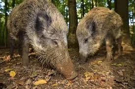 Wildschweine beim Wühlen (Bildnachweis: Siegmar Bergfeld, Hessenforst). (Bild vergr&ouml;&szlig;ern)