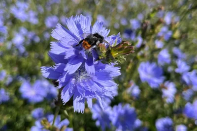 Wegwarte (am Parkplatz nahe der Schule Rehfelde im Sommer 2025) ©Marina Schröder-Heidtmann/AG Wildblume Rehfelde (Bild vergr&ouml;&szlig;ern)