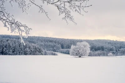 Pflanzen im Winter (Bild vergr&ouml;&szlig;ern)