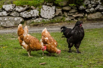 Geflügel muss in Teilen von Pritzwalk und einigen Ortsteilen vorerst im Stall bleiben. Foto: Freepik/Wirestock (Bild vergr&ouml;&szlig;ern)