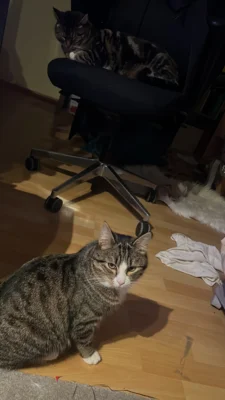 Kater Charlie Update (Bild vergr&ouml;&szlig;ern)